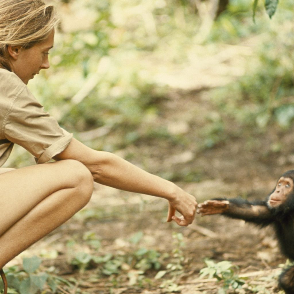 Dr Jane Goodall