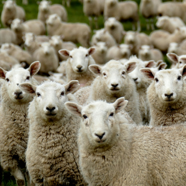 sheep